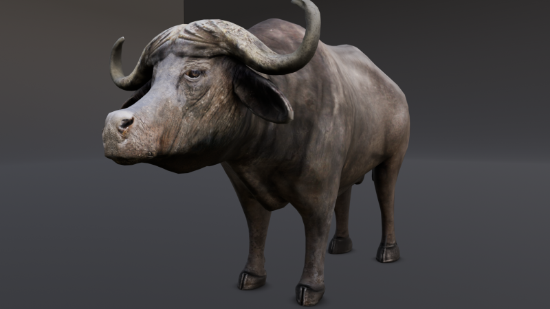 Buffalo Modello 3D .c4d .max .obj .3ds .fbx .stl .blend 