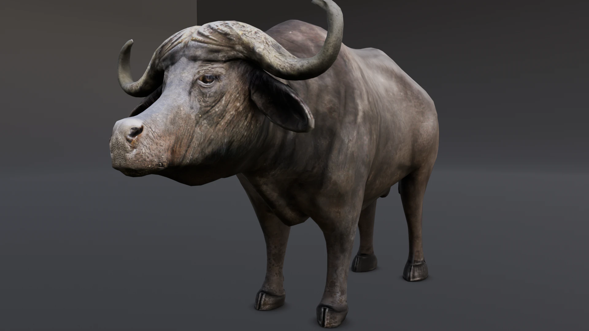 Buffalo 3D Model .c4d .max .obj .3ds .fbx .stl .blend