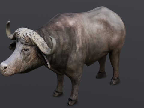 Buffalo Modello 3D