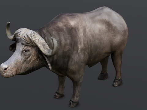 Buffalo 3D Model