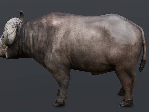 Buffalo Modello 3D