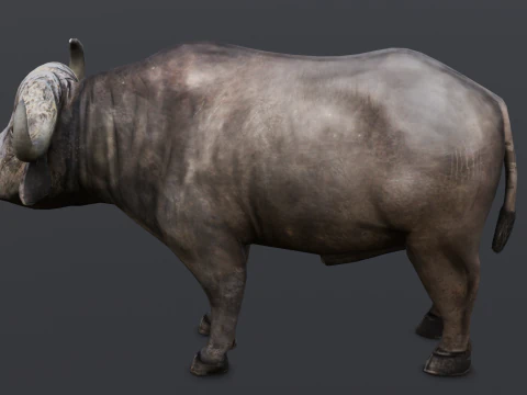 Buffalo 3D Model