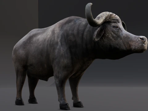Buffalo 3D Model
