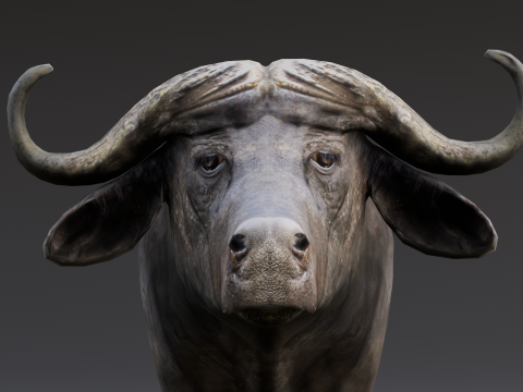 Buffalo Modello 3D