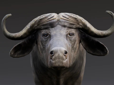 Buffalo 3D Model