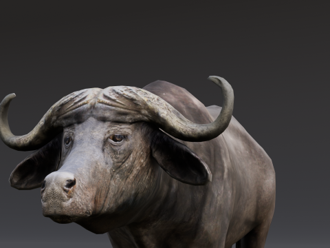 Buffalo Modello 3D
