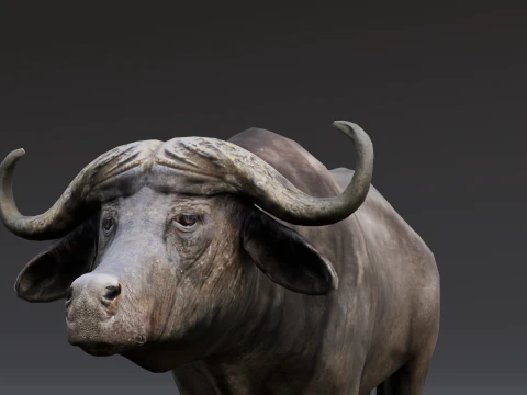 Buffalo 3D Model