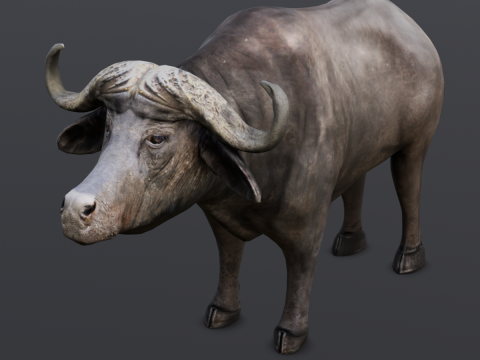 Buffalo Modello 3D