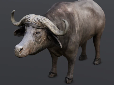 Buffalo 3D Model