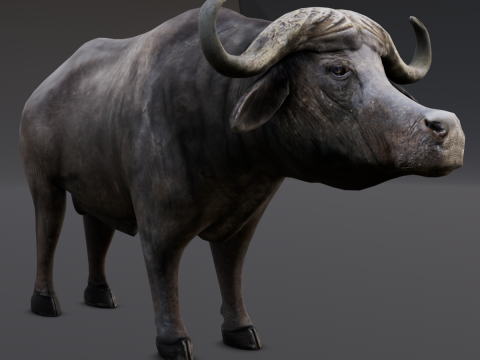 Buffalo Modello 3D