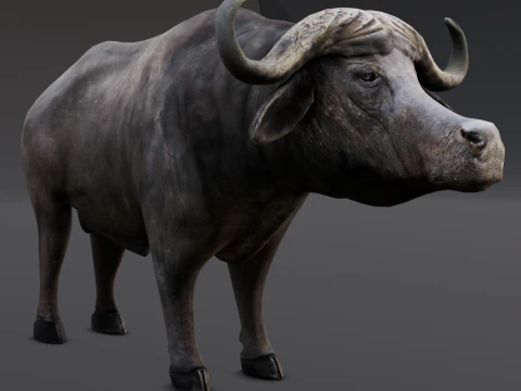 Buffalo 3D Model