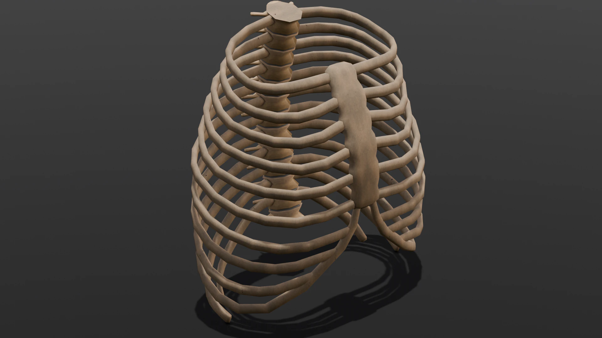 Human Rib Bone 3D Model .c4d .max .obj .3ds .fbx .stl .blend 