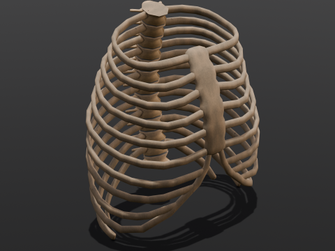 Human Rib Bone 3D Model
