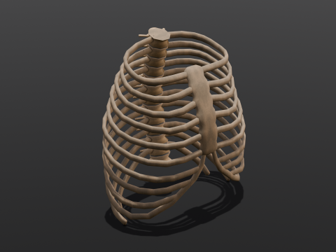 Human Rib Bone 3D Модель