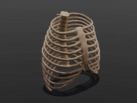 Human Rib Bone 3D Model
