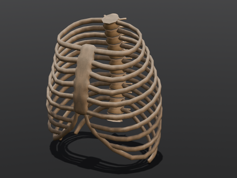 Human Rib Bone 3D Модель