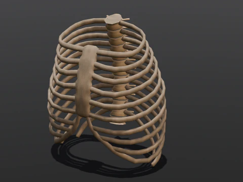 Human Rib Bone 3D Model