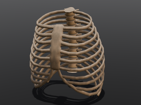 Human Rib Bone 3D Модель