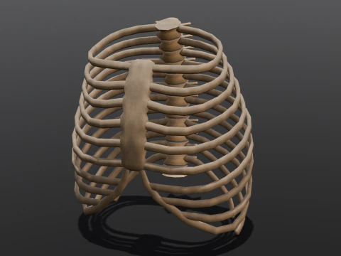 Human Rib Bone 3D Model