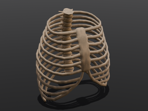 Human Rib Bone 3D Модель