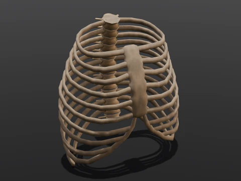 Human Rib Bone 3D Model