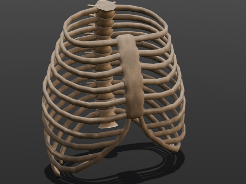 Human Rib Bone 3D Модель
