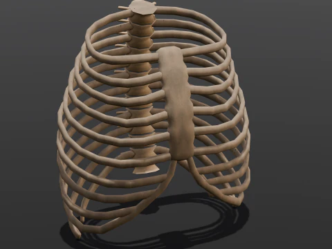 Human Rib Bone 3D Model