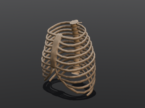 Human Rib Bone 3D Модель