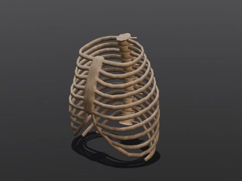 Human Rib Bone 3D Model