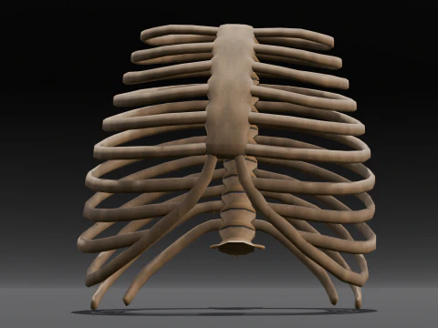 Human Rib Bone 3D Model