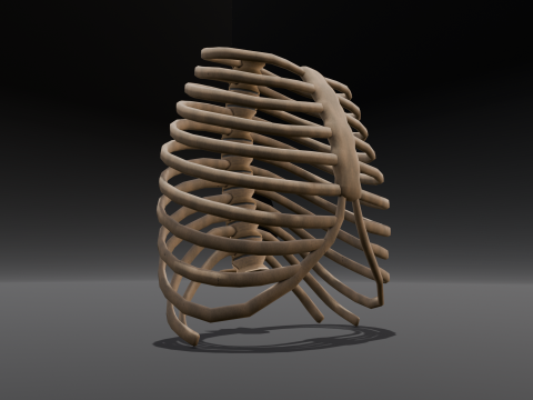 Human Rib Bone 3D Модель