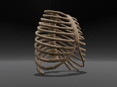 Human Rib Bone 3D Model