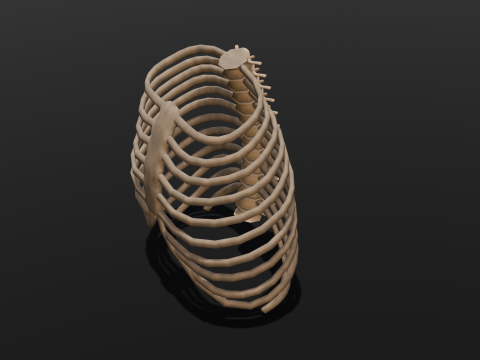 Human Rib Bone 3D Модель