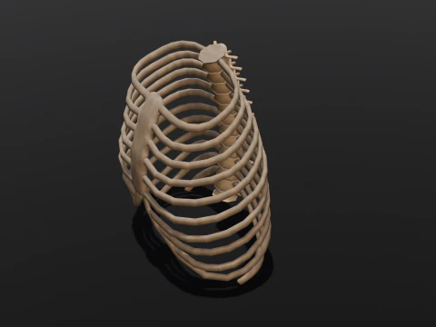 Human Rib Bone 3D Model