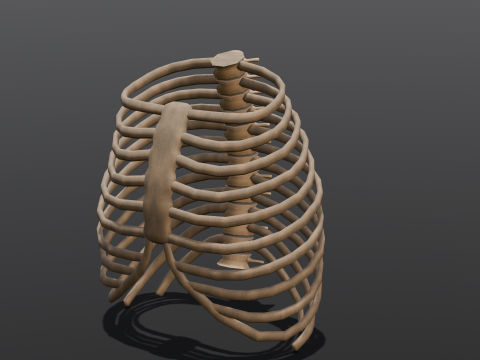 Human Rib Bone 3D Модель