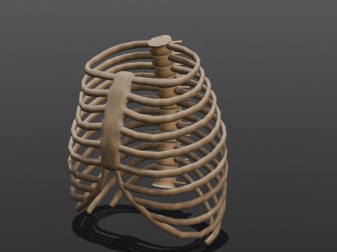 Human Rib Bone 3D Model