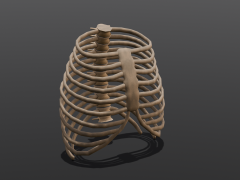 Human Rib Bone 3D Модель