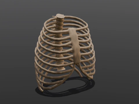 Human Rib Bone 3D Model