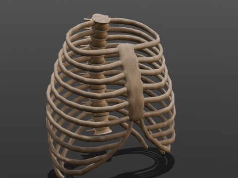 Human Rib Bone 3D Модель