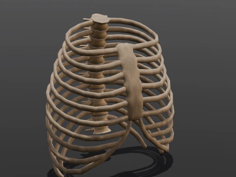 Human Rib Bone 3D Model