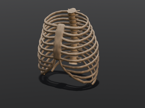 Human Rib Bone 3D Модель