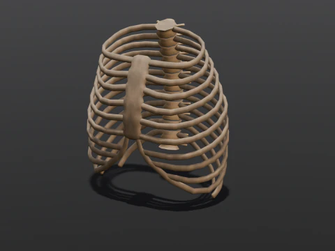 Human Rib Bone 3D Model