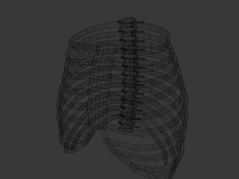 Human Rib Bone 3D Model