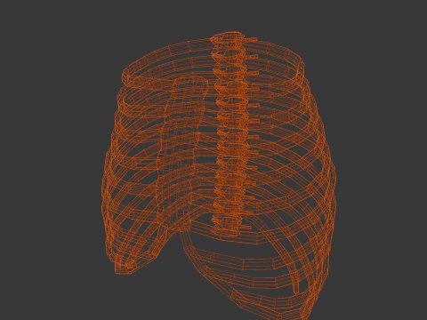 Human Rib Bone 3D Model