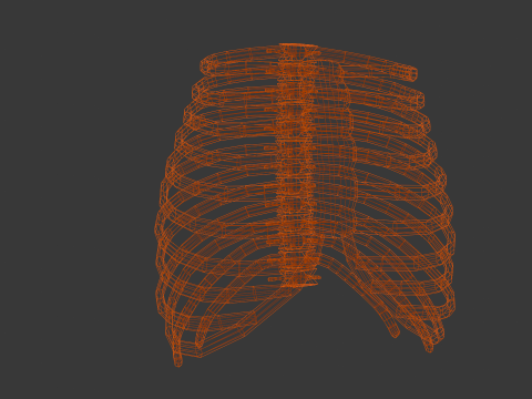 Human Rib Bone 3D Модель