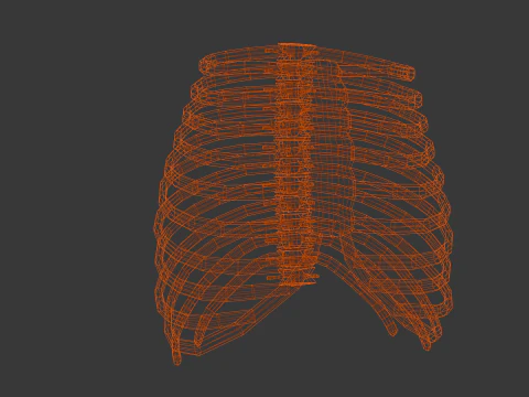 Human Rib Bone 3D Model