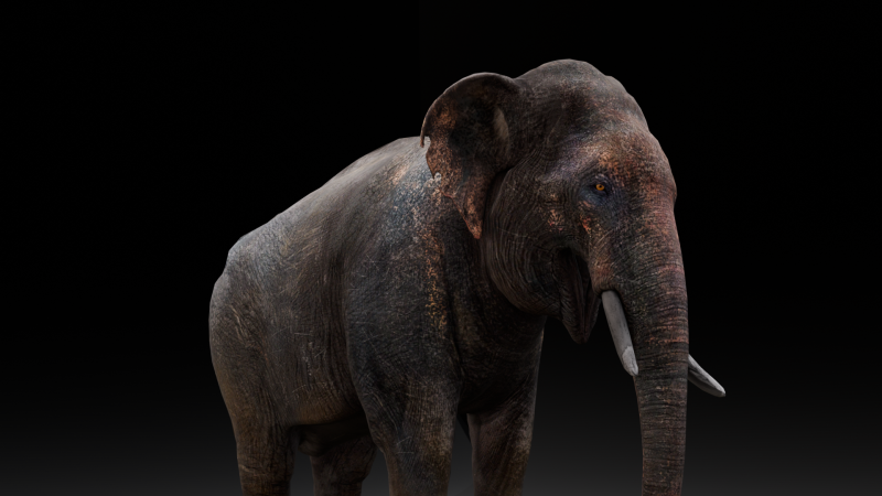 Elephant Model 3D .c4d .max .obj .3ds .fbx .stl .blend 