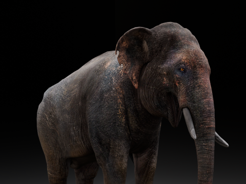 Elephant 3D Model