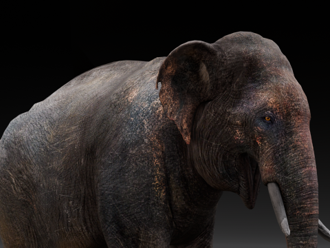 Elephant Model 3D