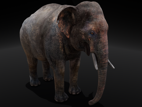 Elephant Model 3D
